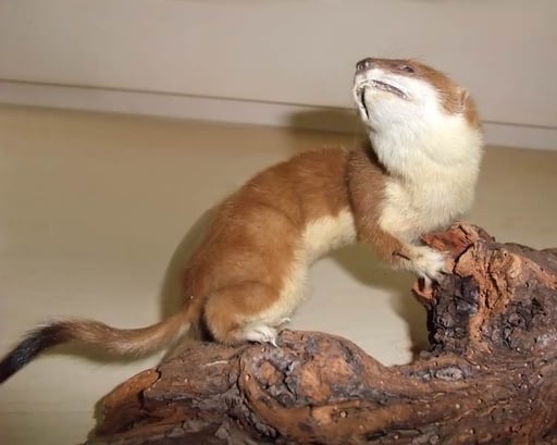 ein Mauswiesel-Präparat  im NABU-Raum Fundort und -Datum unbekannt; 29.4.2009 Schwieberdingen NABU Raum in der Hauptschule Kamera: Fuji F100