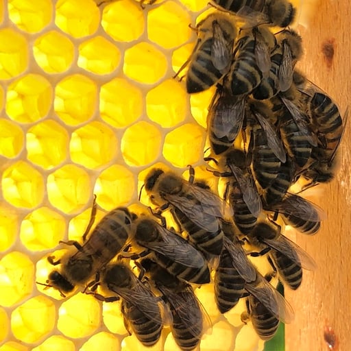 Bienen beim Honig einlagern