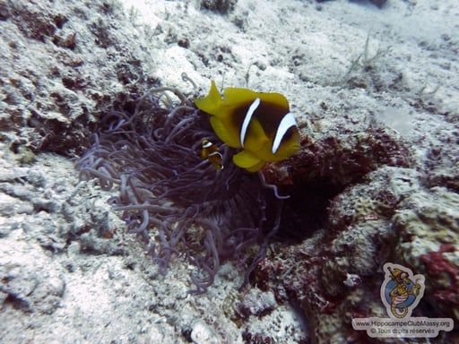Poisson clown à deux bandes