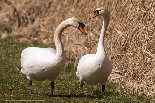 Höckerschwäne