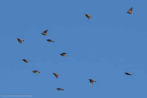 auch viele Stare machen sich auf den Weg 