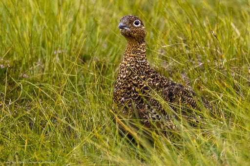 Schottisches Moorschneehuhn 