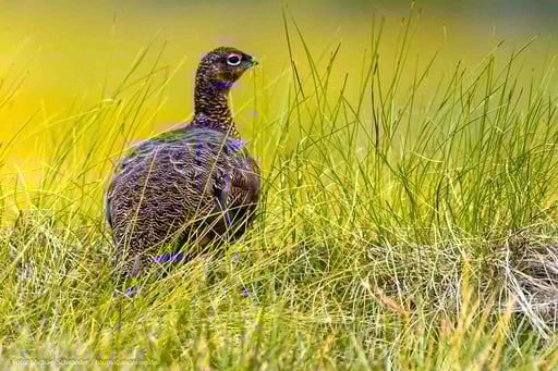 Schottisches Moorschneehuhn 