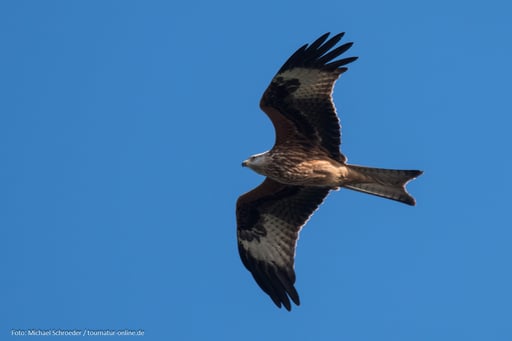 Hunderte Milane queren täglich die Ostsee (hier ein Schwarzmilan)