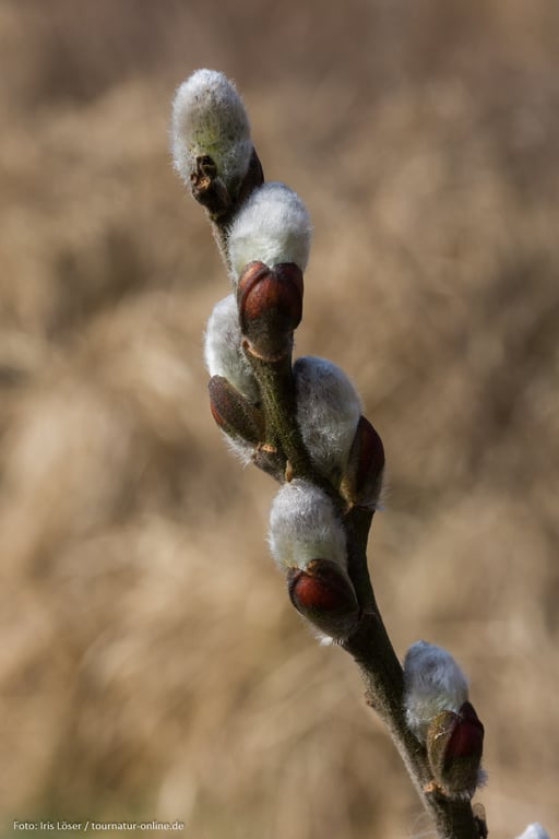 Die Weidenblüte beginnt bereits im März.