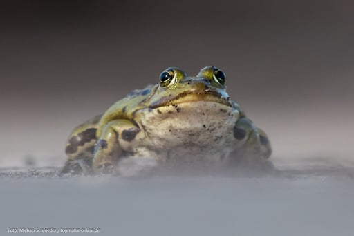 Teichfrosch