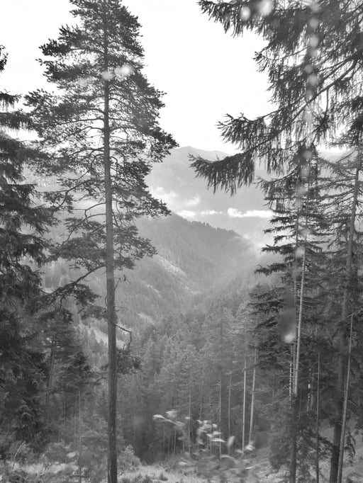 WABI SABI Inspiration Wald im Engadin