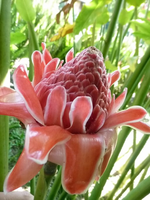 Welch schöne Blumen