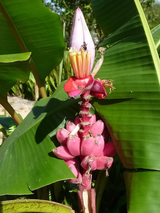 ... in verschiedenen Farben