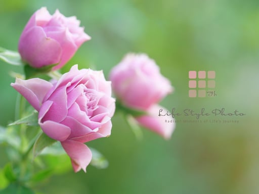 花カメラ撮影コツレンズ選び特訓レッスン教室