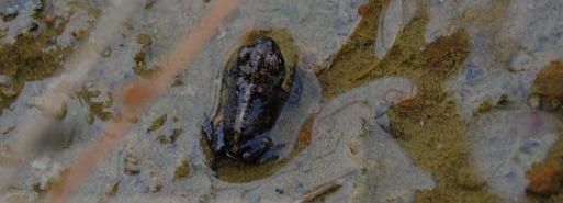 Kreuzkröten - Jungtier erst 5 mm lang,  beim Verlassen des Laichgewässers - leicht erkennbar an der hellen Rückenlinie; Foto: Ludger Frye 2011