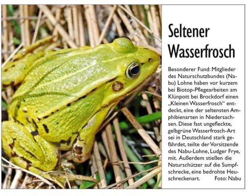 Kleiner Teichfrosch  - OV vom 22.09.2009