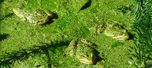 Wasserfrösche - gut abgetaucht unter Wasserlinsen; Foto: Jutta Alberts / NABU
