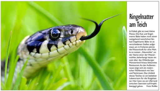 Ringelnatter;   OV vom 14.07.2011