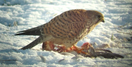 Ein hungerndes Turmfalken-Weibchen verzehrte wegen der wochenlang anhaltenden Schneelage diese vom NABU als Notfütterung dargebotene Brieftaube. Nach mehreren Tagen blieben nur die nach und nach abgenagten Knochen zurück.  Foto: Ludger Frye 2011