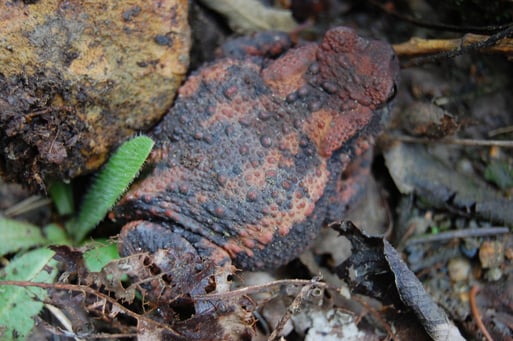 Erdkröte, hier ein Weibchen  in einer ungewöhnlichen, rötlich-marmorierten Farbvariante; Foto: Ludger Frye 2011