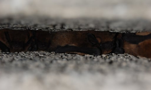 Voll besetzt - Fledermäuse im Winterquartier - hier in Spalten künstlicher Verstecke in einem Bergwerksstollen bei Damme, der mit dem NABU speziell hergerichtet wurde; Fotos: Frye / NABU 2010