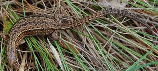 Waldeidechse, trächtiges Weibchen; helle Flecken verwaschen-undeutlich, auf dem Rücken helle Flecken nicht innerhalb schwarzer Punkte, sondern mehr seitlich daneben; Foto: L. Frye 2011