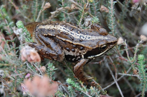 Moorfrosch - außerhalb der sehr kurzen Balzzeit nicht bläulich gefärbt und dann recht ähnlich dem Grasfrosch; erkennbar ist Moorfrosch an heller Rückenlinie, Rückenwulstleisten und körniger Haut; Lohner Moor; Foto: Ludger Frye 2011
