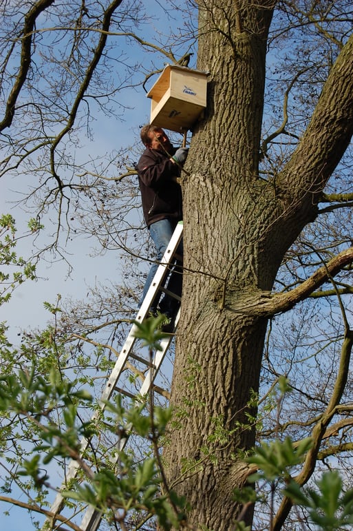 Ludger Egert beim Anbringen einer Turmfalken-Nisthilfe in luftiger Höhe - dazu gehört schon etwas Mut und Idealismus, hier in Südlohne;   Foto: Ludger Frye 2011