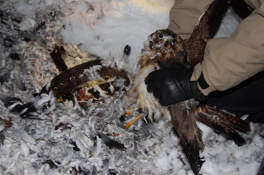 Foto 2: Befreiung des verletzten, unterkühlten Mäusebussards aus grausamer Falle, der anschließend zur Erstversorgung zum Veterinär gebracht wurde und überlebte. Ein zweites, sterbendes Tier musste leider eingeschläfert werden. Foto: Frye / NABU 2010