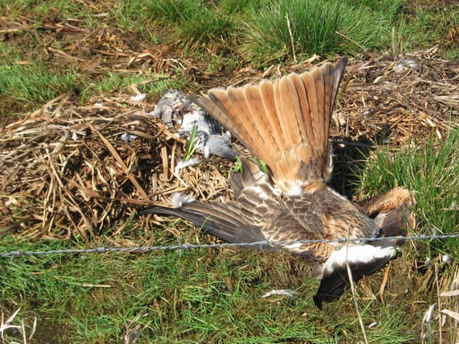 Direkt neben ausgelegtem, vergiftetem Köder liegt ein verendeter, streng geschützter Rotmilan nahe des Dümmers im NSG Huntebruch (Lkr. DH); Foto: R. L. 2011 - AKTUELLE BELOHNUNG: 3.000 €
