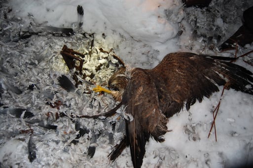 Foto 1: Illegale Totschlagfalle im Schnee im Naturschutzgebiet Steinfelder Moor (Kreis Vechta) mit gefangenem, scheinbar schon totem Mäusebussard; Foto: Frye / NABU 2010