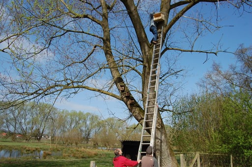 Anbringen von Turmfalken-Nistkasten, hier in Brockdorf; Foto: L. Frye 2011
