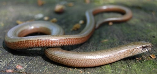 Blindschleiche - eine beinlose Eidechsenart - hier im Freesenholz; Untersuchung i. A. der Stiftung Umwelt und Naturschutz im Lkr. Vechta (SUN); Foto: L. Frye 2009