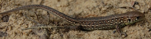 Zauneidechse - Jungtier am Heidesee Holdorf; bereits gut erkennbar an den deutlichen, schwarzen Flecken mit weißem Innenkern; geschlechtsreife Männchen im Prachtkleid können blaugrün gefärbt sein; Foto: Ludger Frye 2007