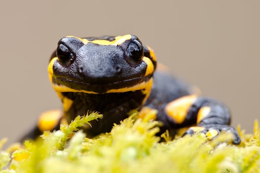 Feuersalamander; Foto: S.Gaspar