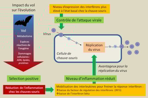 Les chauves-souris présentent un excellent équilibre entre les réponses de défense de l'hôte améliorées et la tolérance immunitaire par le biais de plusieurs mécanismes. 