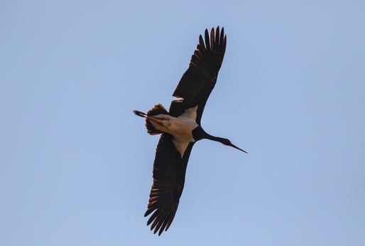 Schwarzstorch, Ursula Wiegand