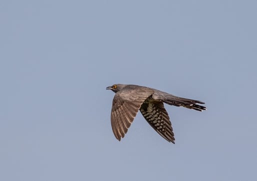 Kuckuck, Ursula Wiegand