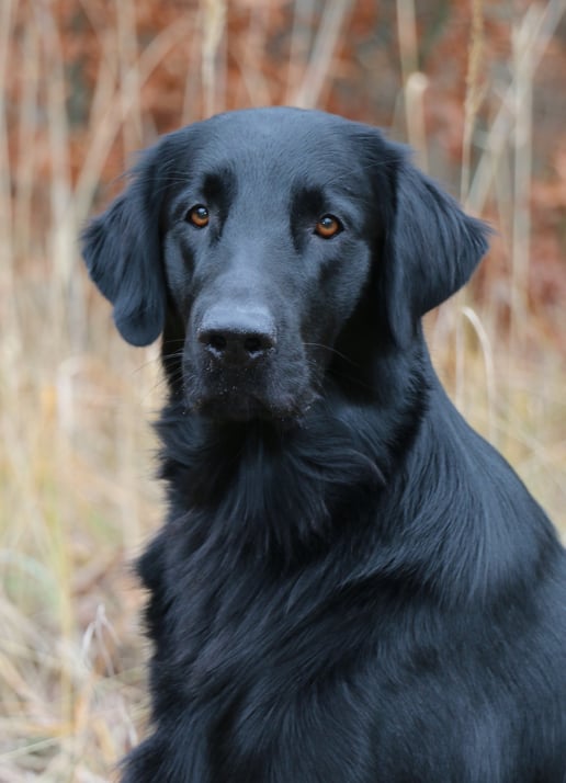 Meo im Dezember 2014