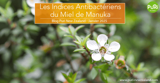 Photo d'une magnifique Fleur de Manuka de Nouvelle-Zélande qui plaisent aux abeilles grâce à son nectar