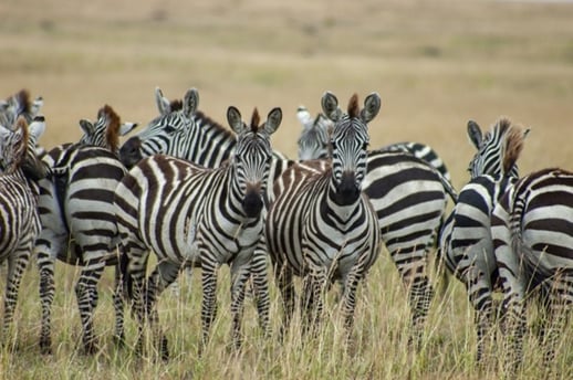 サファリのシマウマ