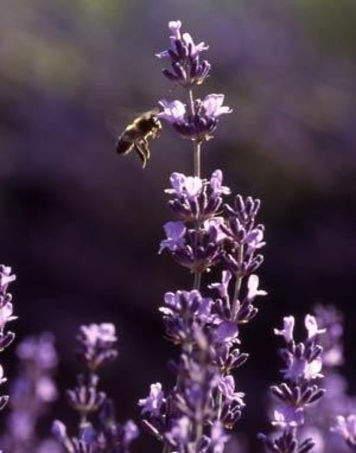 abeille butine lavande