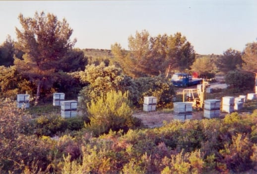 transhumance lavande