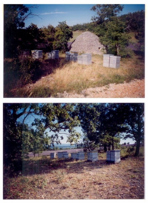 rucher miel de lavande