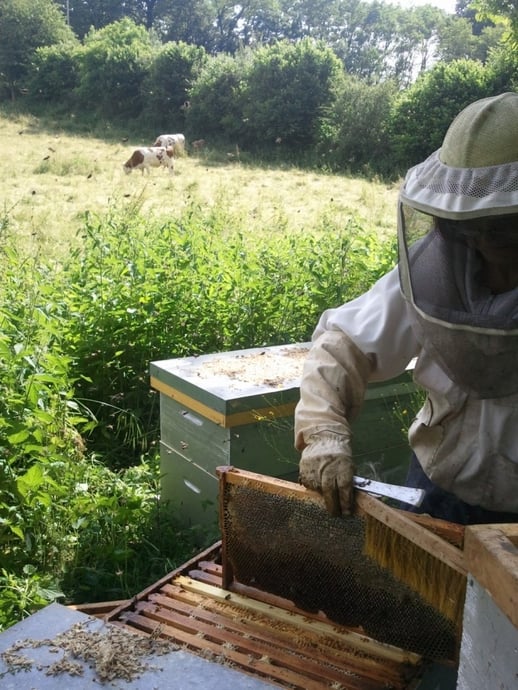 récolte miel
