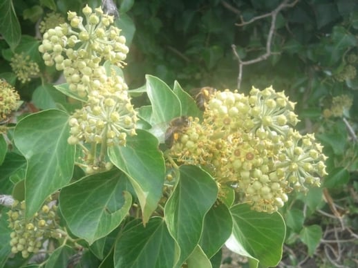 abeille butine lierre