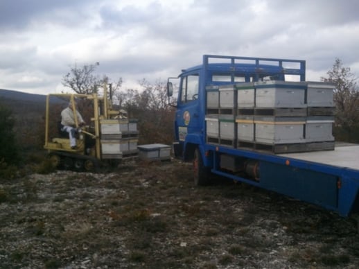 transhumance de ruche