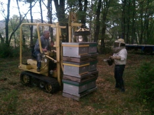 transhumance de ruche