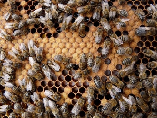 couvain d'abeille