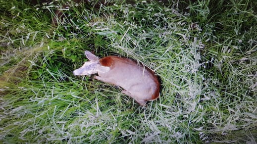 Mama-Rehgeiss liegt daneben