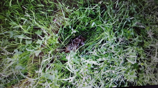 Bambi liegt gut versteckt im hohen Gras