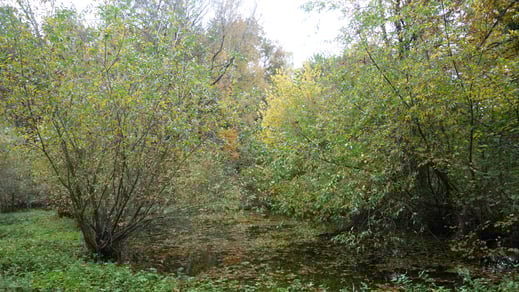 Der Garten ist wie von Monet gemalen. Überall kleine Farbkleckse und vielfältige Pflanzen.