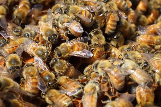 Photographie de centaines d'abeilles qui produit le Miel Rare et Pur de Nouvelle-Zélande dans un rucher isolé de la campagne néo-zélandaise dans l'île sud
