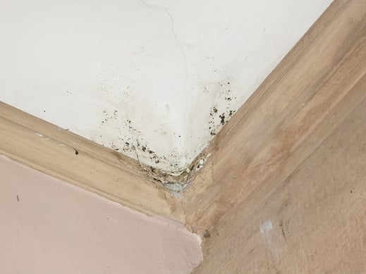 Auf diesem Foto fehlt das Schwalbennest (Fotos: Juretzky)